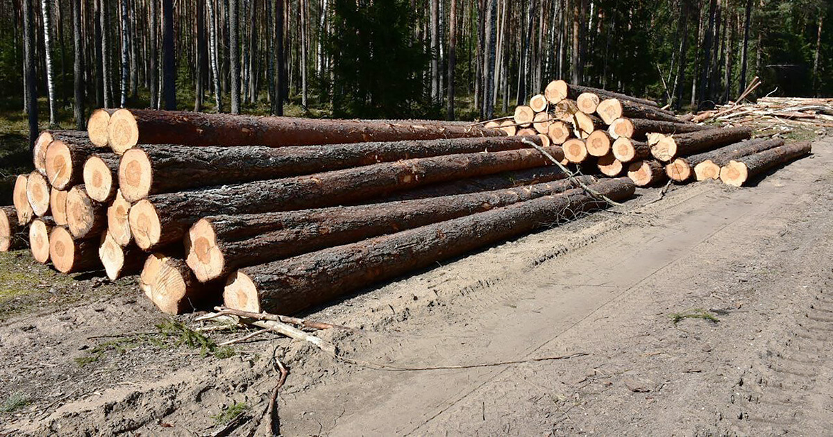 Сотні людзей паведамляюць пра вырубку лясоў у розных раёнах краіны