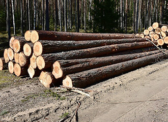 Сотни людей сообщают о вырубке лесов в различных районах страны