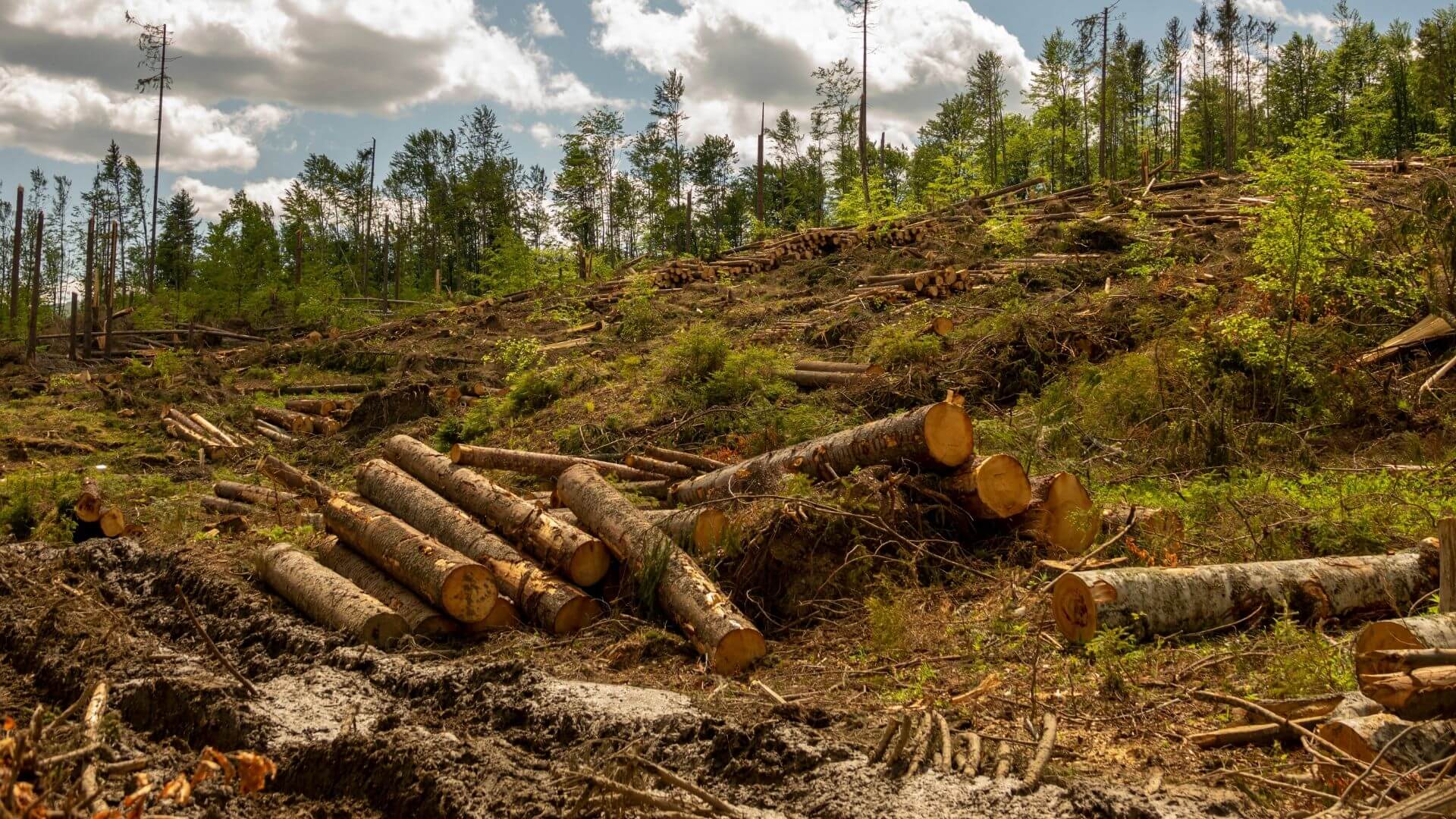 Польскія, літоўскія і нямецкія кампаніі больш актыўна за іншых куплялі беларускую лесапрадукцыю ў канцы 2021 года