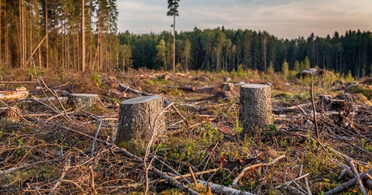В Беловежской пуще наращивают вырубку леса?