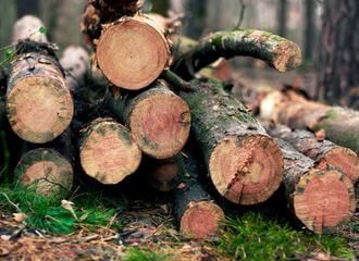 У Белавежскай пушчы нарошчваюць высечку лесу?