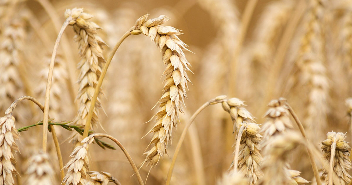 В Беларуси худшая урожайность пшеницы во всем регионе