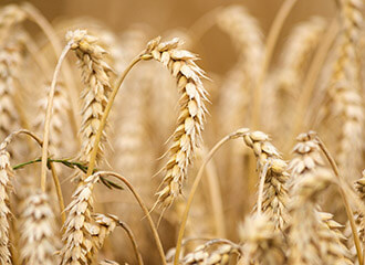 В Беларуси худшая урожайность пшеницы во всем регионе