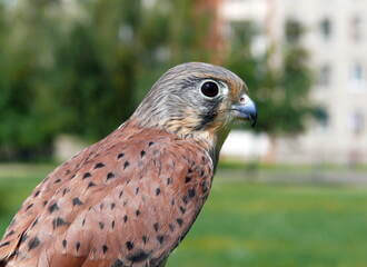 «They carry out extremist activities under the guise of saving birds» – «Ahova Ptushak Batskaushchyny» is planned to be liquidated