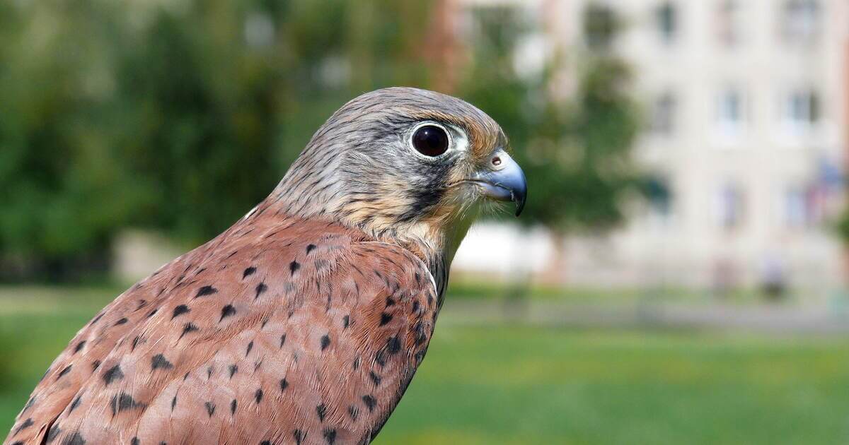 «They carry out extremist activities under the guise of saving birds» – «Ahova Ptushak Batskaushchyny» is planned to be liquidated