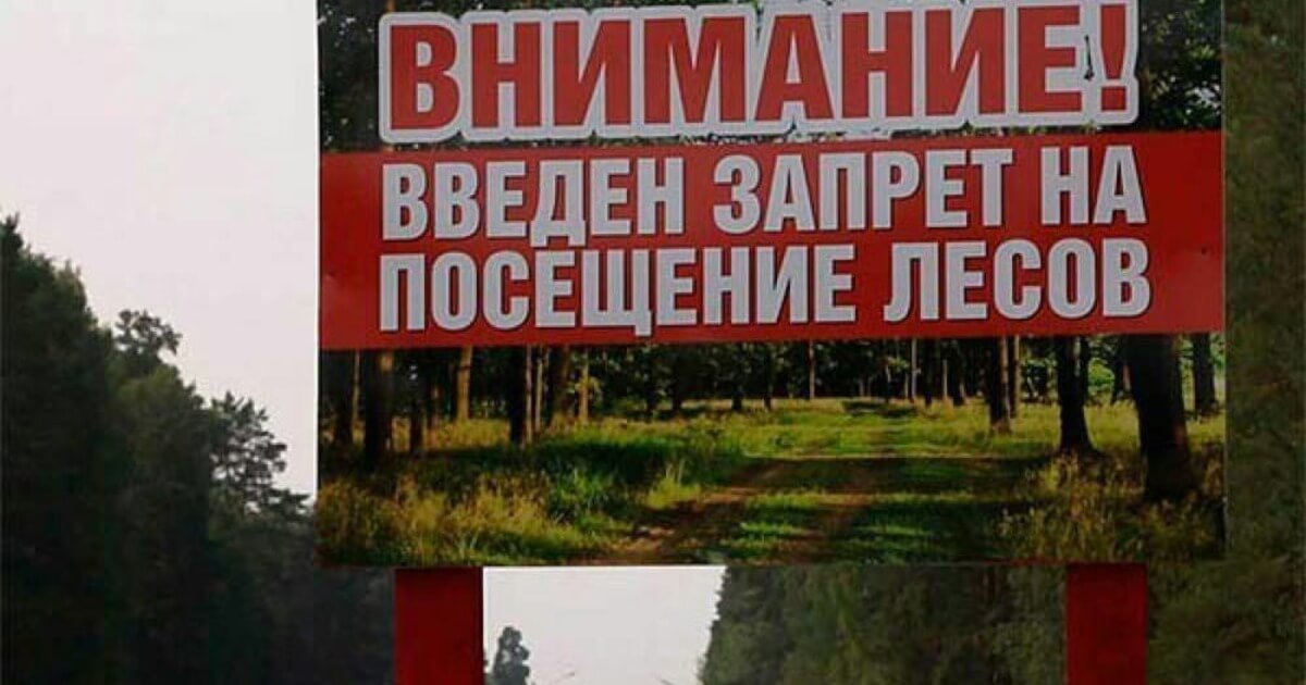 Во всей Гродненской и Могилёвской областях ограничено посещение лесов