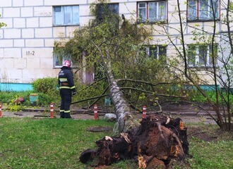 Летающий забор, падающие деревья, лесной пожар. Как прошло 12 мая в Беларуси