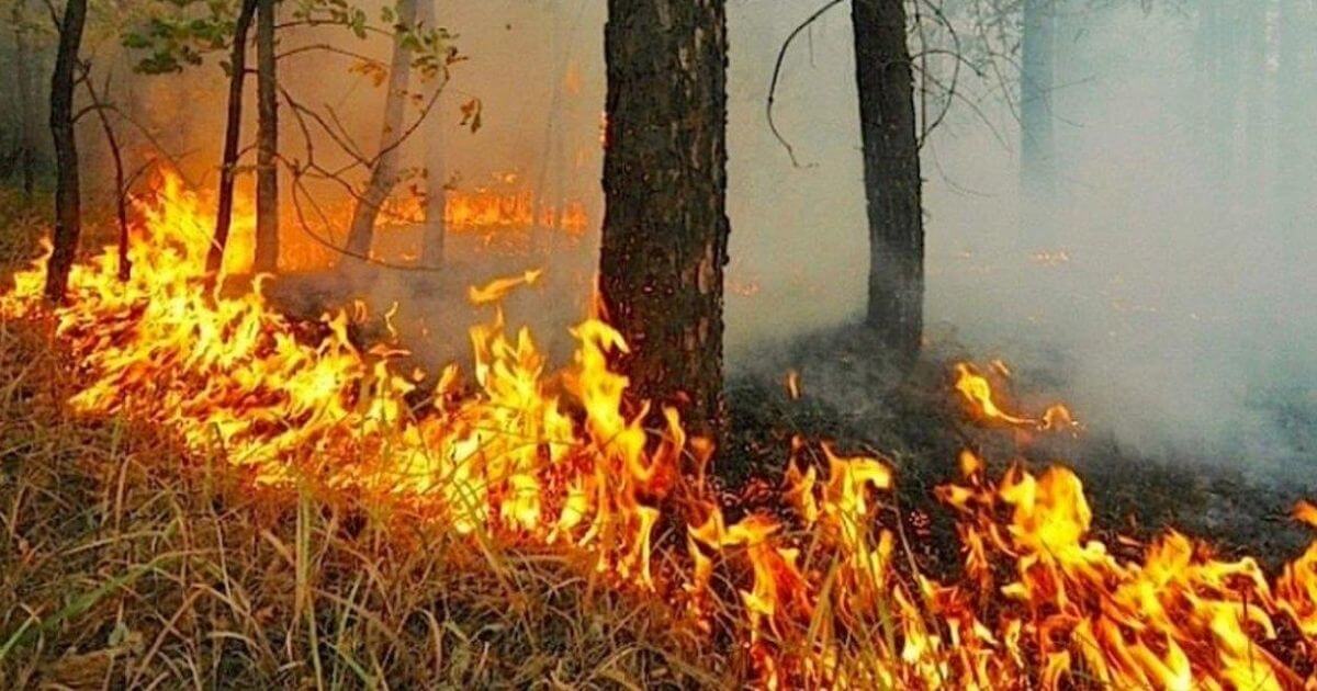 На беларусско-украинской границе уже неделю горит лес: дым дошёл до Ельска