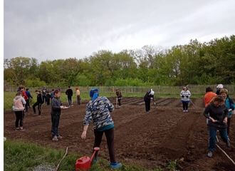 В Гродно школьников вместо учёбы хотели отправить перебирать картошку, но из-за возмущения родителей всё быстро отменили
