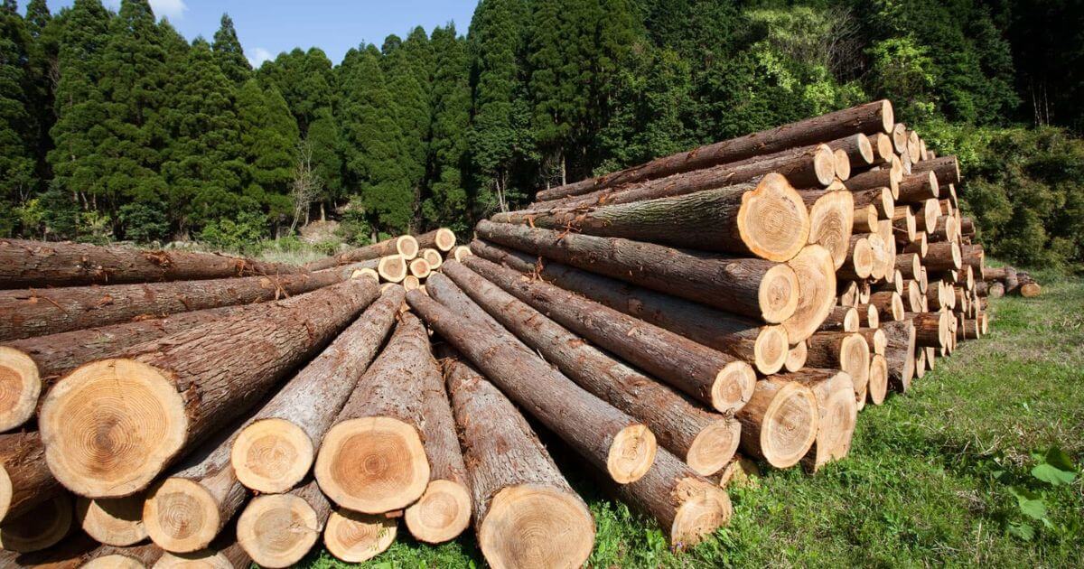 Из Беларуси в ЕС через Кыргызстан: как в Евросоюз поставляют подсанкционные беларусские пиломатериалы и при чём тут кыргызстанские сертификаты?