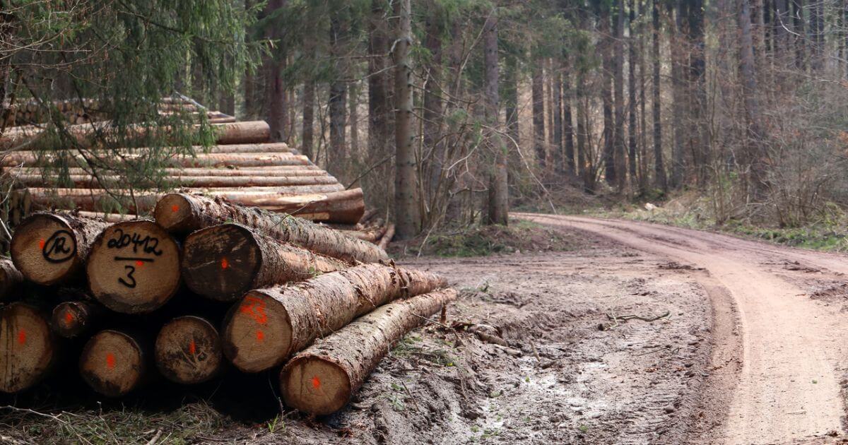 Польская кампанія, звязаная з кантрабандай беларускай драўніны ў ЕС, адмовіла журналістам у каментары, спаслаўшыся на «экстрэмісцкую дзейнасць»