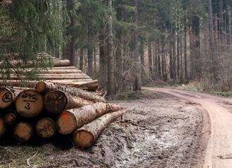 Польская кампанія, звязаная з кантрабандай беларускай драўніны ў ЕС, адмовіла журналістам у каментары, спаслаўшыся на «экстрэмісцкую дзейнасць»