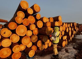 Кыргызстанские журналисты проверили компании из расследования о контрабанде беларусских пиломатериалов в ЕС: это фирмы-призраки