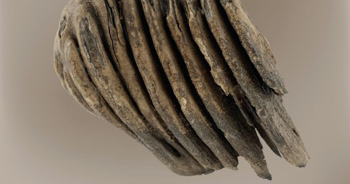 Жители Гомеля нашли в реке зуб мамонта