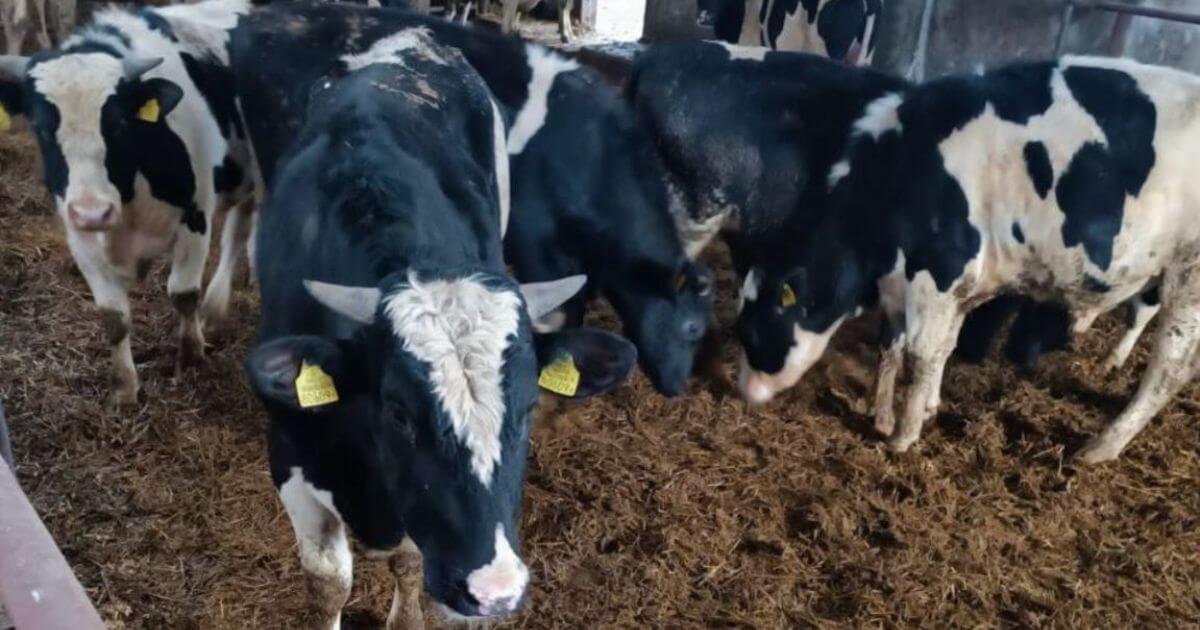 Сотрудница колхоза рассказала об условиях на ферме, теперь её запугивает начальство