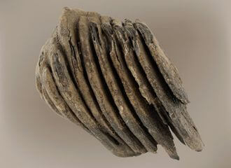 Жыхары Гомеля знайшлі ў рацэ зуб маманта