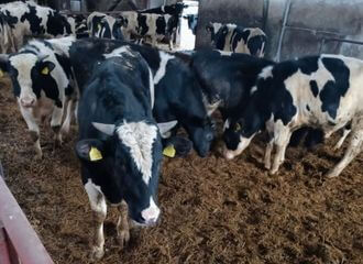 Сотрудница колхоза рассказала об условиях на ферме, теперь её запугивает начальство