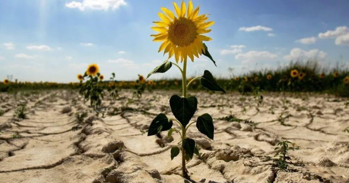 Май 2023 года стал самым засушливым в Беларуси за последние 78 лет