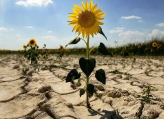 Май 2023 года стал самым засушливым в Беларуси за последние 78 лет