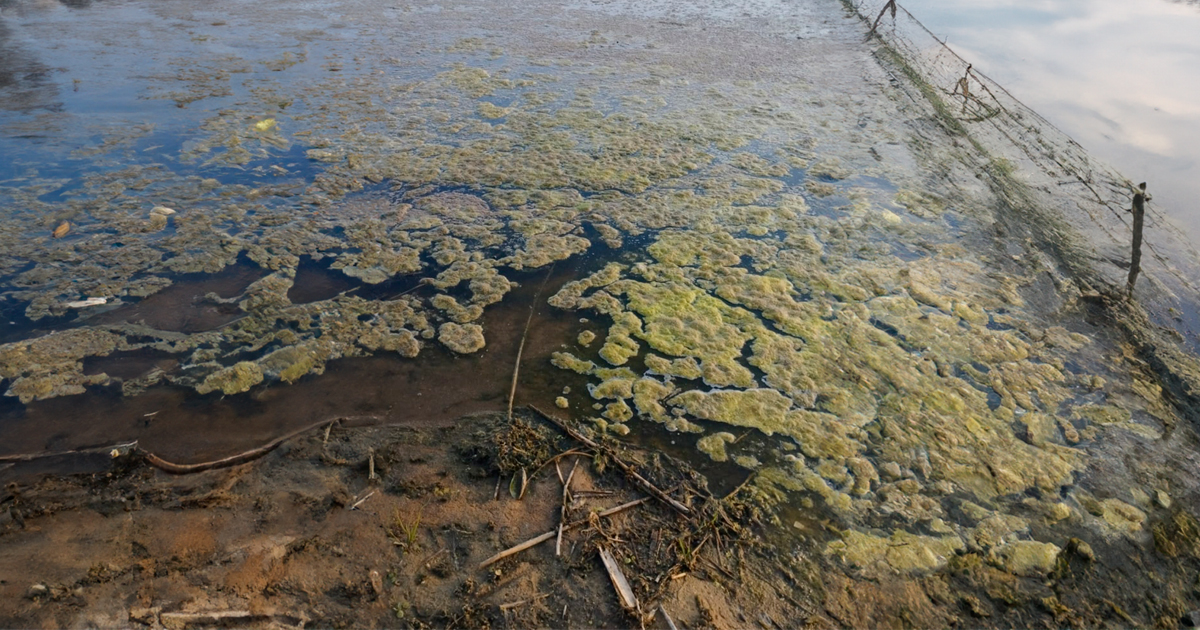 Бутылки, гвозди и везде ил: 6 пляжей в Беларуси, «готовых к пляжному сезону»
