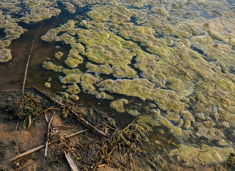 Бутылки, гвозди и везде ил: 6 пляжей в Беларуси, «готовых к пляжному сезону»