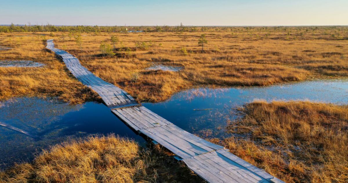 На Ельне уже сутки горит болото