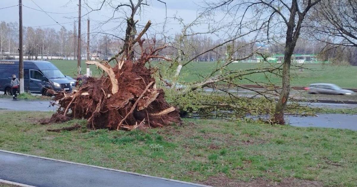 Па поўдні Беларусі пранёсся ўраганны вецер з пяском: пашкоджаны платы, дрэвы, білборды
